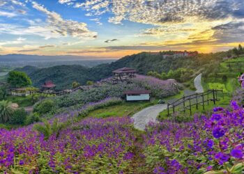 夏日銀絨牡丹季！ 最浪漫的紫色花海