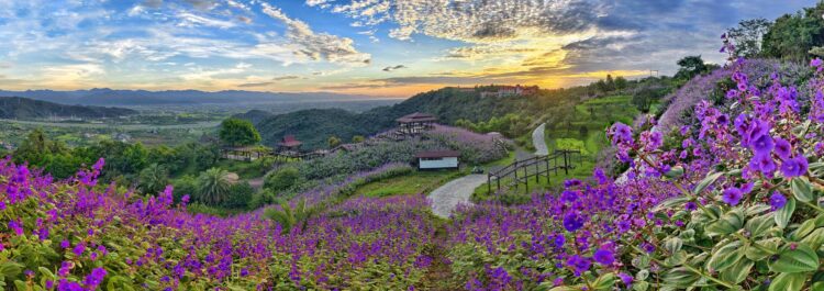 夏日銀絨牡丹季！ 最浪漫的紫色花海