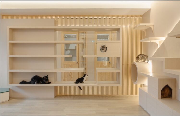 觀景窗看小鳥!雙北純貓旅館新選擇 觀景窗看小鳥!雙北純貓旅館新選擇