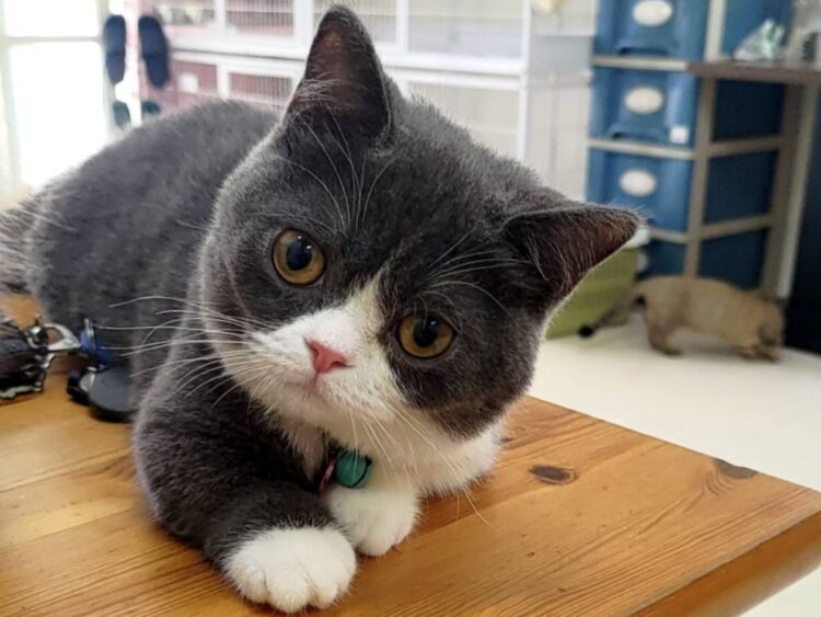 家庭式照護+健康保障 霧峰貓舍讓飼主安心 家庭式照護+健康保障 霧峰貓舍讓飼主安心