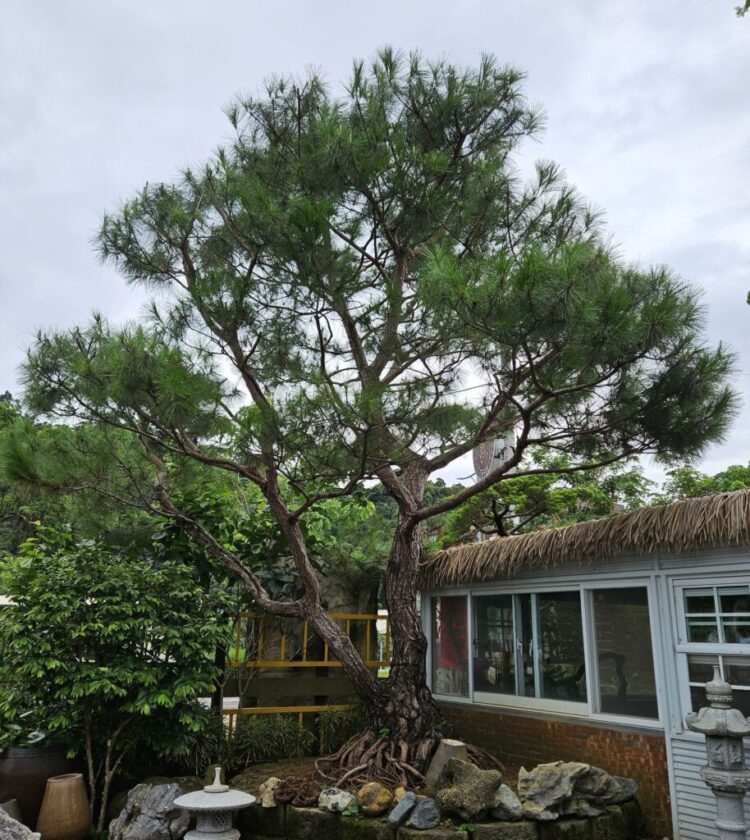近百年二葉松有禪意 他用「露根」雕出一方天地 近百年二葉松有禪意 他用「露根」雕出一方天地