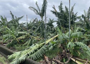 丹娜絲颱風及0708豪雨釀農損26.8億 臺南、嘉義、雲林最嚴重