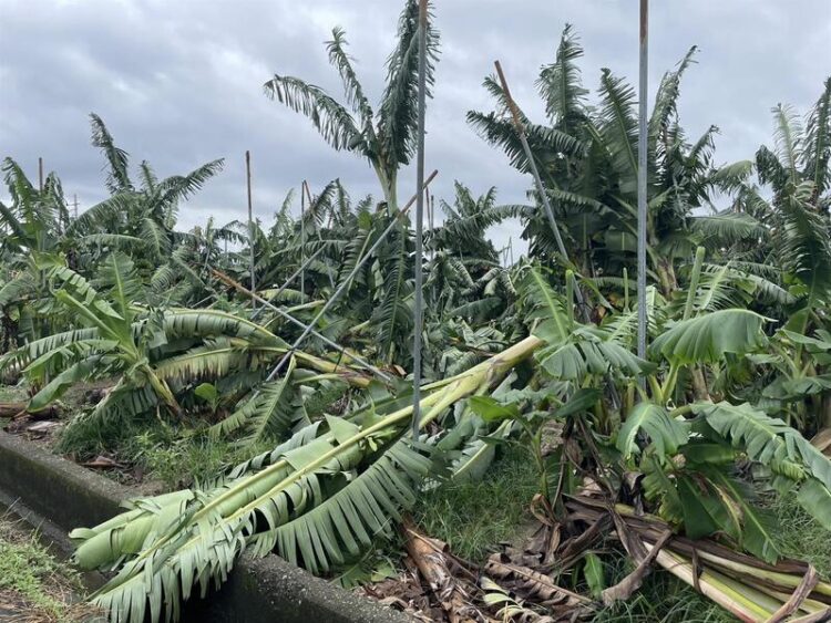 丹娜絲颱風及0708豪雨釀農損26.8億 臺南、嘉義、雲林最嚴重 丹娜絲颱風及0708豪雨釀農損26.8億 臺南、嘉義、雲林最嚴重