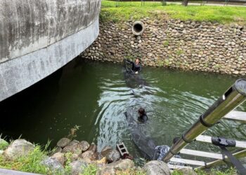 屏東公園「鴨霸」亂象！縣府出動「趕鴨大隊」整頓 開放認養萌禽