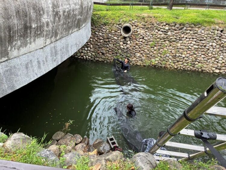 屏東公園「鴨霸」亂象！縣府出動「趕鴨大隊」整頓 開放認養萌禽