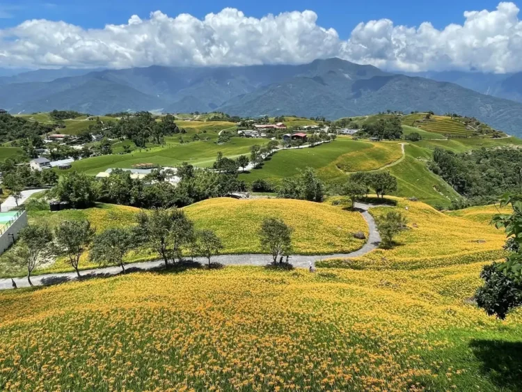 2025六十石山金針「繁花盛開、萌力全開」 萌系朵拉與咖波陪你拍照賞花