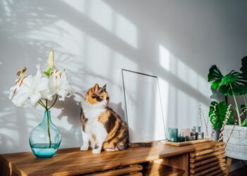 主子無聊怎麼辦？8種超有趣活動讓貓咪樂在其中