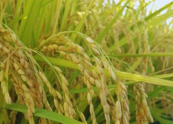 花蓮小農米全台熱銷 得獎有機米宅配到家