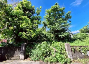 夏季閒置土地雜草叢生 游淑貞籲土地所有人定期修剪