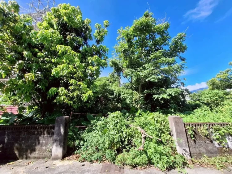 夏季閒置土地雜草叢生 游淑貞籲土地所有人定期修剪