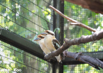 臺北市立動物園笑翠鳥家族添丁 歡迎大小朋友到雨林區觀賞小「菜鳥」