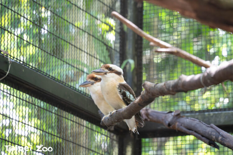 臺北市立動物園笑翠鳥家族添丁 歡迎大小朋友到雨林區觀賞小「菜鳥」