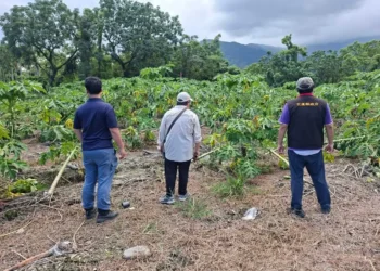 花蓮縣政府爭取農業部公告本縣光復鄉木瓜為114年楊柳颱風天然災害現金救助地區，受理期8/29至9/11止