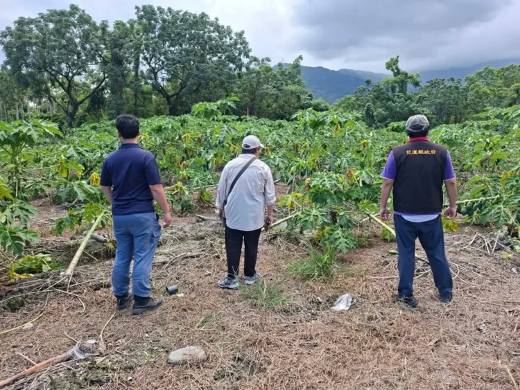 花蓮縣政府爭取農業部公告本縣光復鄉木瓜為114年楊柳颱風天然災害現金救助地區，受理期8/29至9/11止
