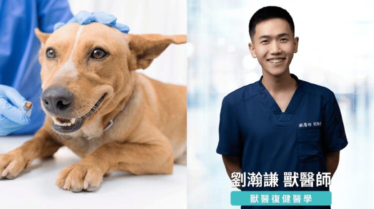 肌肉是關節最好的護具 獸醫師提醒關注寵物肌少症 肌肉是關節最好的護具 獸醫師提醒關注寵物肌少症