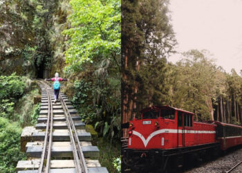 嘉義景點｜阿里山國家森林遊樂區不只看日出 阿里山眠月線秘境路線公開 走進嘉義最療癒森林