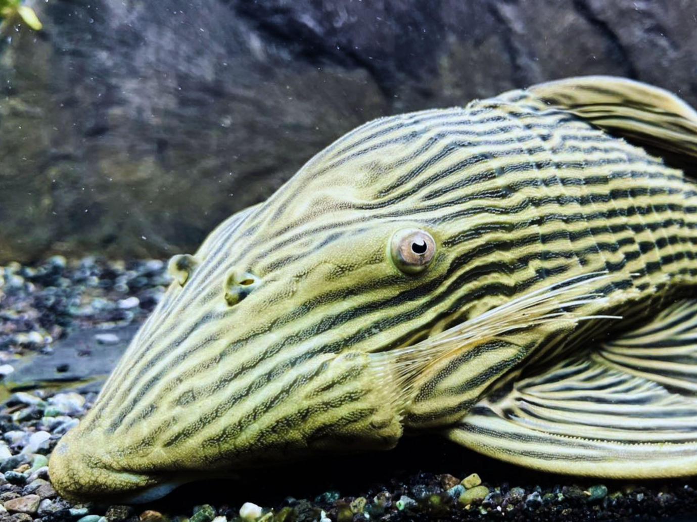 台北松山觀賞魚店推薦 水族街必逛人氣水族用品專賣店 台北松山觀賞魚店推薦 水族街必逛人氣水族用品專賣店