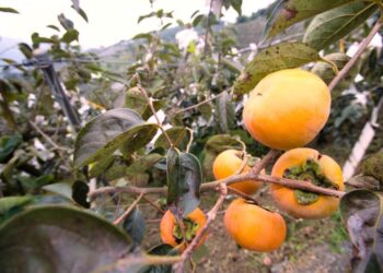 台中水果宅配 外銷級鮮果直送 高山甜柿好柿成雙