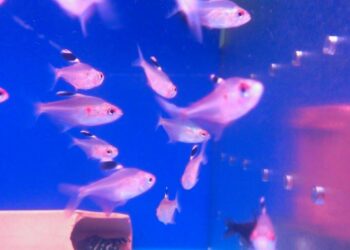 台北松山觀賞魚店 水族用品專賣店