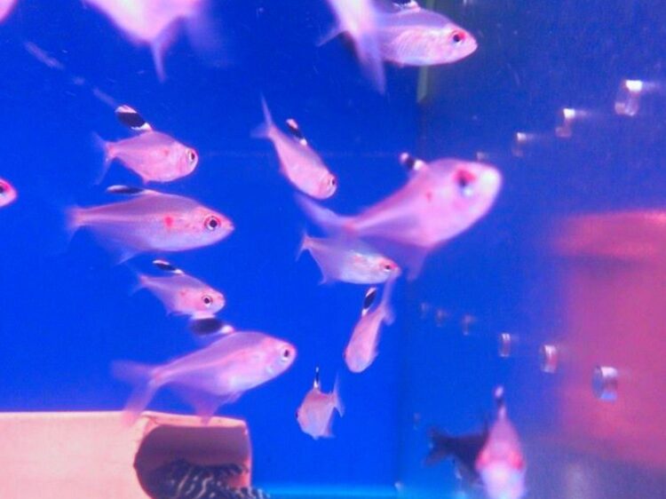 台北松山觀賞魚店 水族用品專賣店 台北松山觀賞魚店 水族用品專賣店