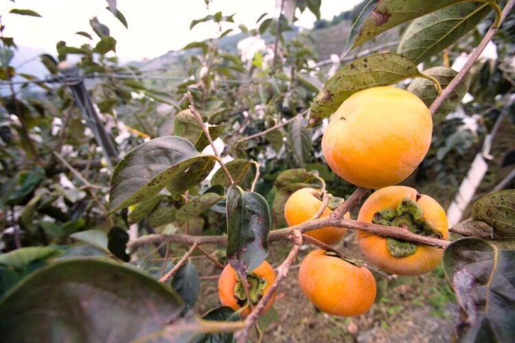 台中高山甜柿宅配 外銷級鮮果直送 台中高山甜柿宅配 外銷級鮮果直送