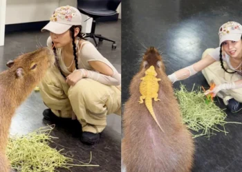 Blackpink Jennie 都瘋迷 北中南水豚熱點大盤點 星夢森林劇場成亮點 Blackpink Jennie 都瘋迷 北中南水豚熱點大盤點 星夢森林劇場成亮點