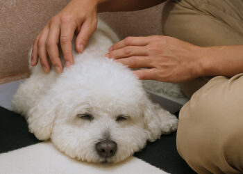 狗狗也能調理身心 台南寵物按摩舒緩狗狗壓力 助毛孩恢復元氣 狗狗也能調理身心 台南寵物按摩舒緩狗狗壓力 助毛孩恢復元氣