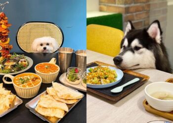 台灣中部｜真·寵物友善餐廳懶人包 可落地、上椅還有毛小孩專屬餐點！