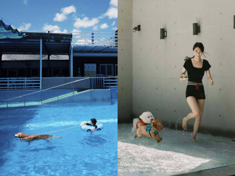 全台寵物友善景點|盤點全台6家高評價寵物泳池 與毛小孩一起超Chill避暑 全台寵物友善景點|盤點全台6家高評價寵物泳池 與毛小孩一起超Chill避暑