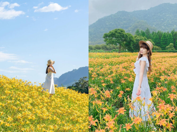 全台景點｜盤點全台9大夢幻金針花海秘境，不用跑到東部也能賞黃金花海！