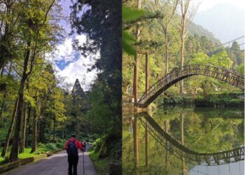 南投景點｜溪頭森林遊樂區全攻略 交通、門票、周遭景點一次告訴你