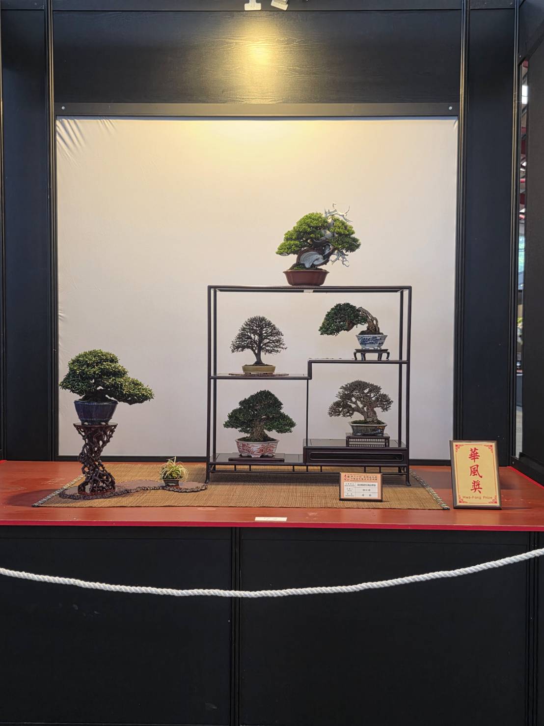 「2025世界盆栽展」盛大開幕 王惠美邀世界看見台灣 「2025世界盆栽展」盛大開幕 王惠美邀世界看見台灣