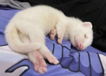 桃園鼠舍 超可愛鼠寶、貂寶、天竺鼠寶寶 桃園鼠舍 超可愛鼠寶、貂寶、天竺鼠寶寶