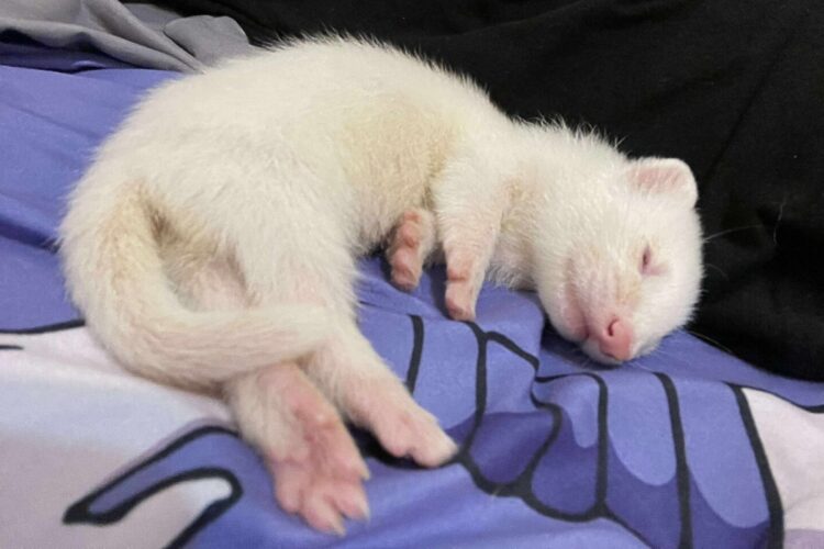 桃園鼠舍 超可愛鼠寶、貂寶、天竺鼠寶寶