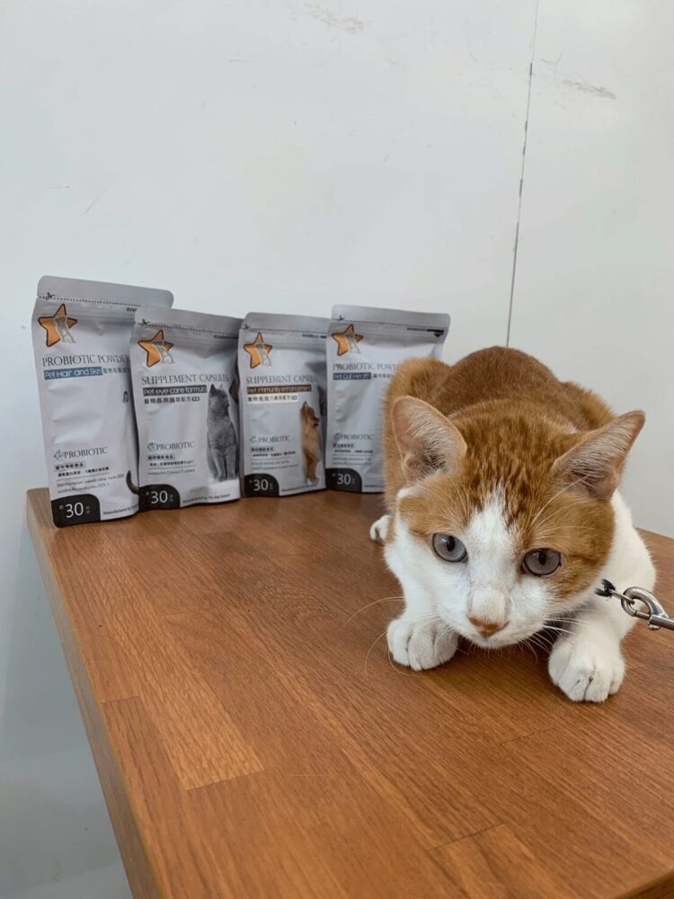 寵物醫療費飆漲！「寵星」助飼主預防重於治療