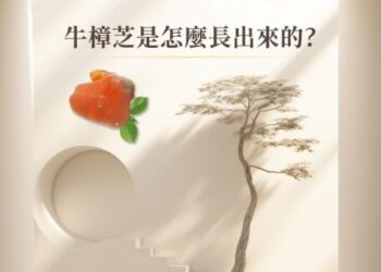從一寸木肌開始的奇蹟:澄澈美以科學與匠心打造高品質牛樟芝王國 從一寸木肌開始的奇蹟:澄澈美以科學與匠心打造高品質牛樟芝王國