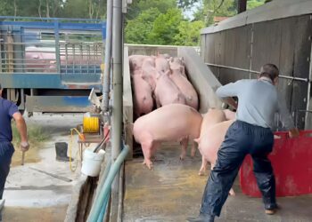 影／非洲豬瘟解禁 農業部宣布恢復活豬運載與屠宰