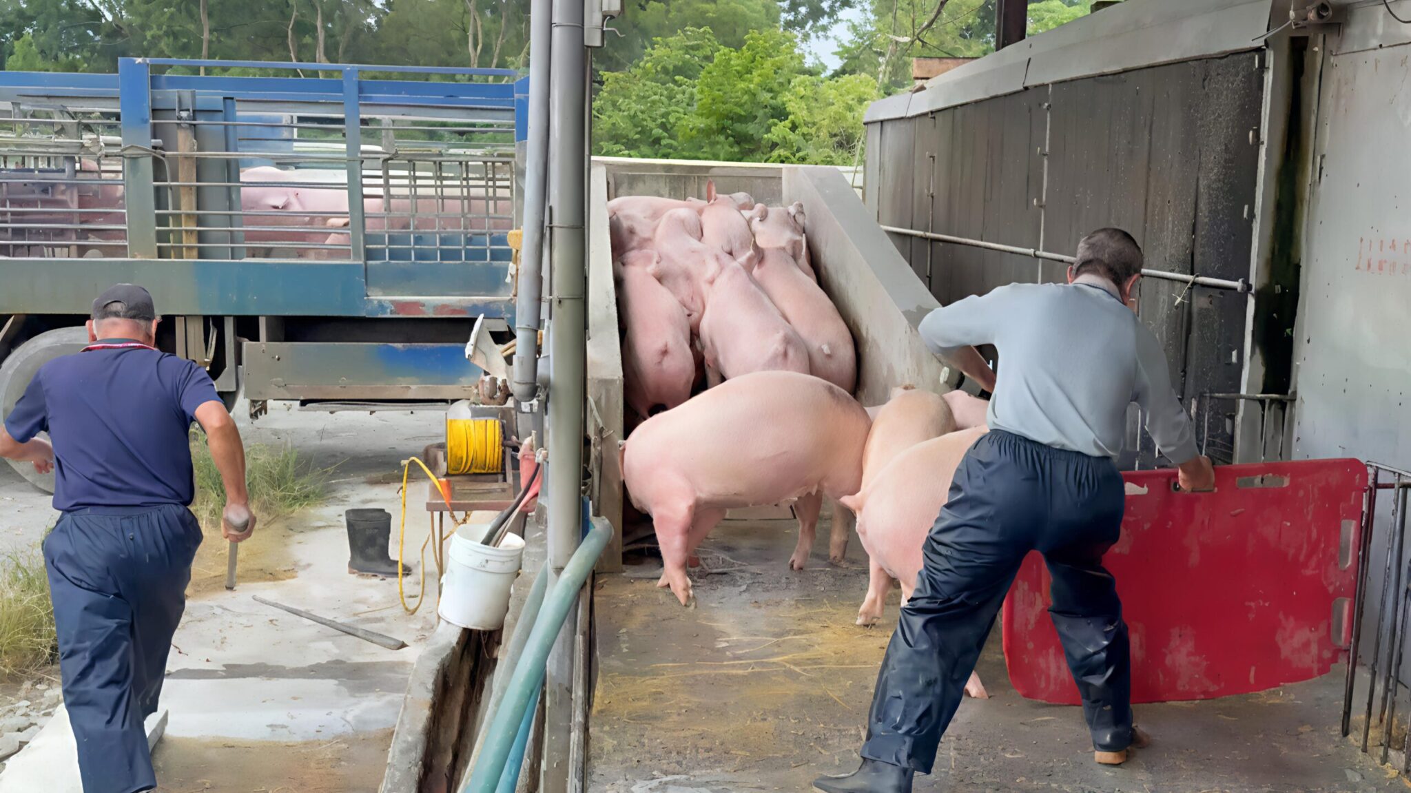 影／非洲豬瘟解禁 農業部宣布恢復活豬運載與屠宰