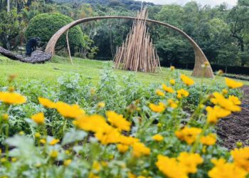 士林官菊展11/28繽紛登場 結合花藝美學、城市故事與逐夢能量