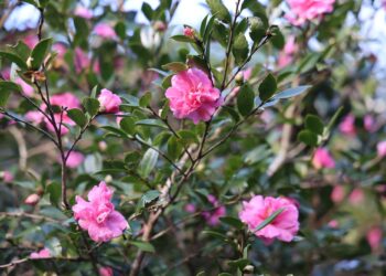 賞楓、觀銀杏、看茶梅 秋天上陽明山秘境賞花