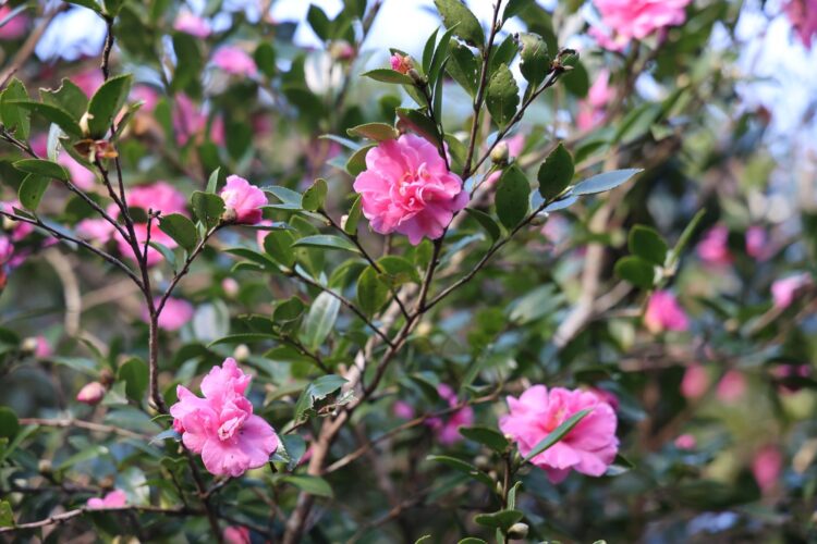 賞楓、觀銀杏、看茶梅 秋天上陽明山秘境賞花