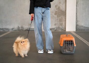 當世界重新定義「家人」：我們該如何看待寵物的最後一程？