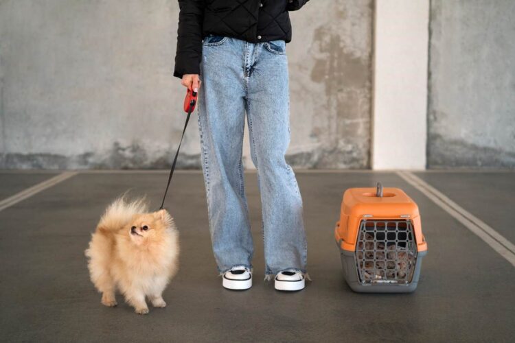 當世界重新定義「家人」：我們該如何看待寵物的最後一程？