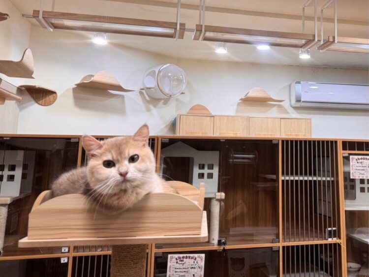 溫馨舒適的桃園合法貓舍推薦 超親人焦糖藍金漸層貓咪就在這