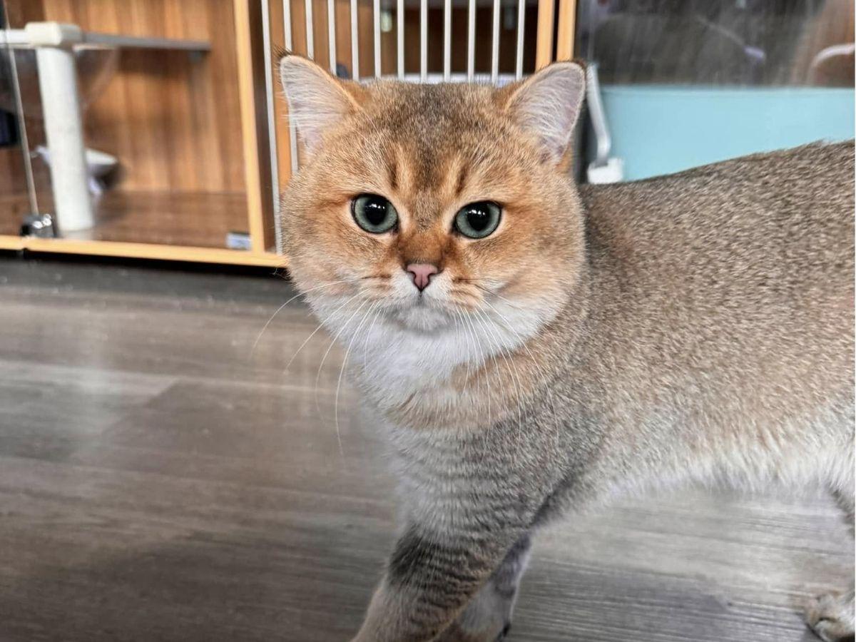 溫馨舒適的桃園合法貓舍推薦 超親人焦糖藍金漸層貓咪就在這