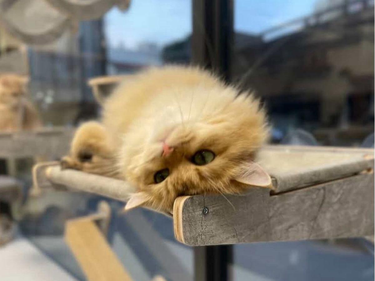 溫馨舒適的桃園合法貓舍推薦 超親人焦糖藍金漸層貓咪就在這