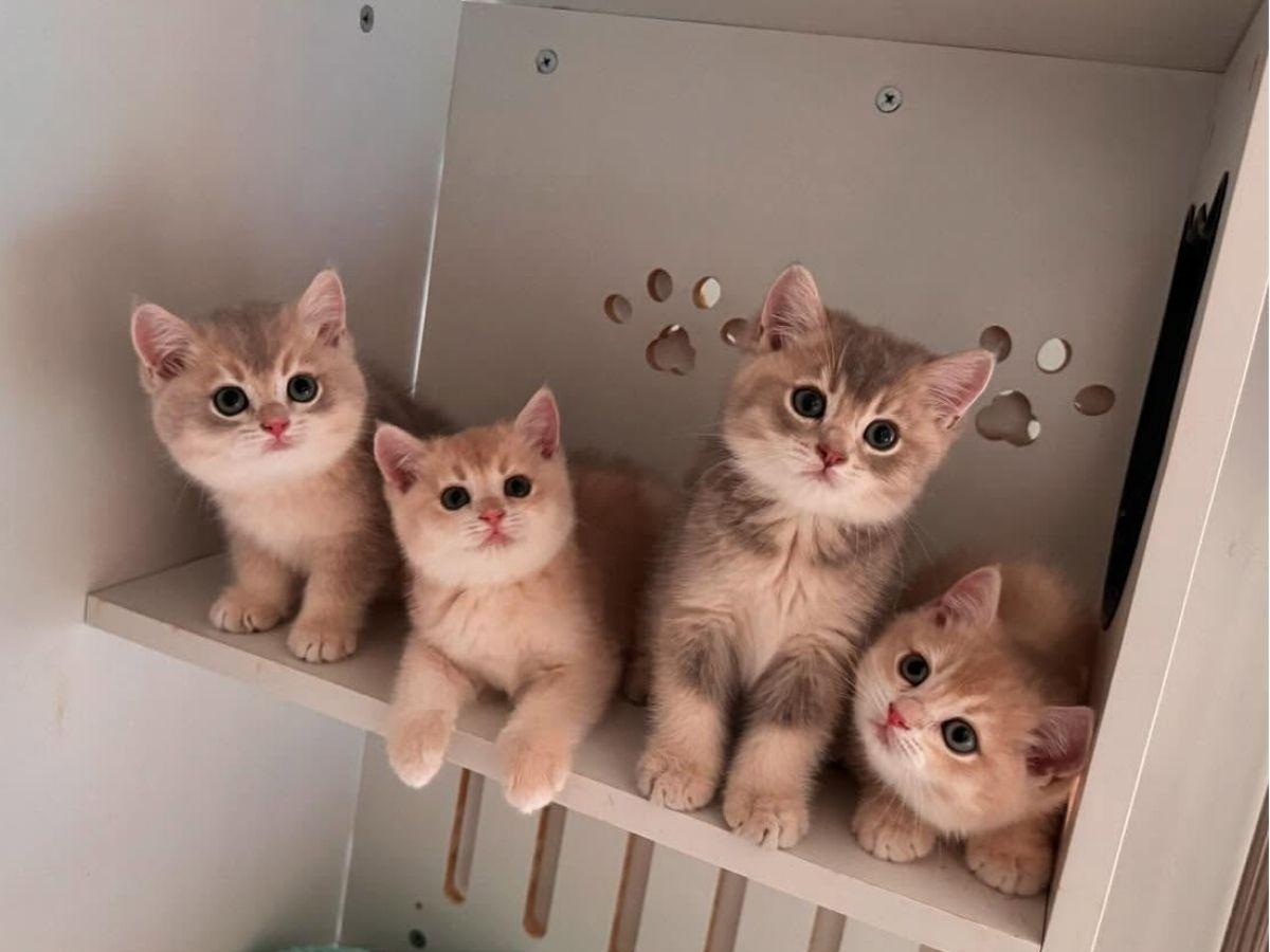 溫馨舒適的桃園合法貓舍推薦 超親人焦糖藍金漸層貓咪就在這