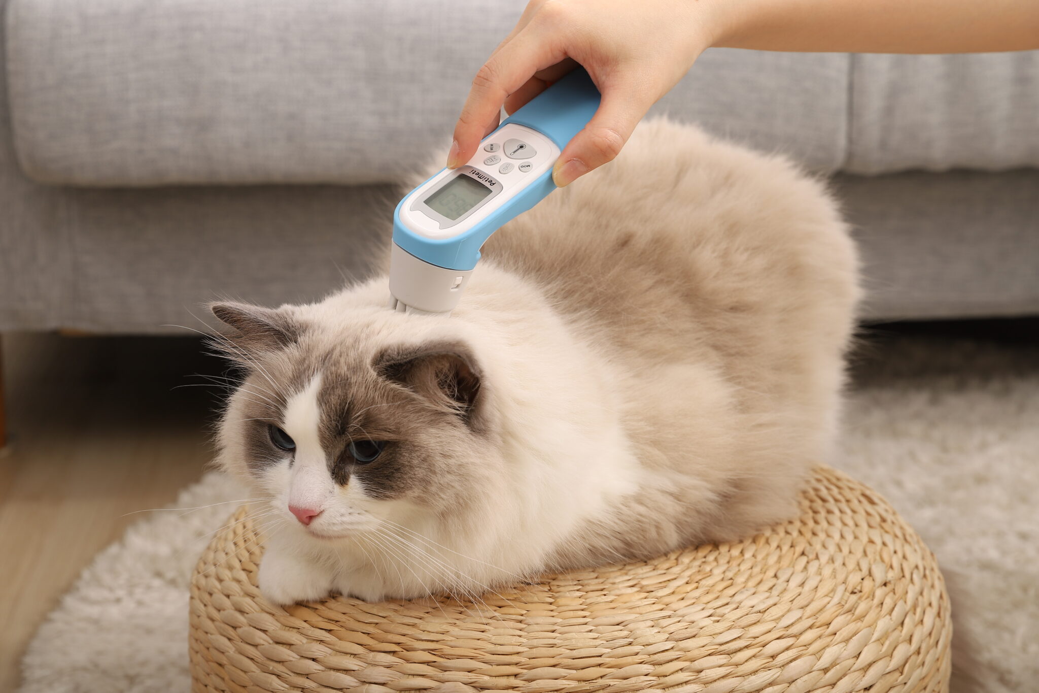 台北寵物節聚焦創新技術 PetiMeti智能按摩梳引領健康新浪潮