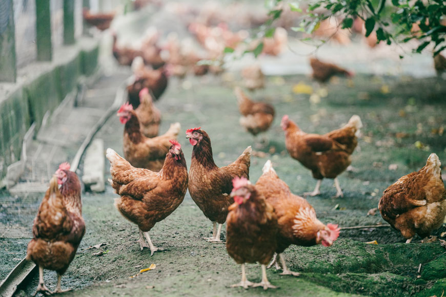 主婦聯盟合作社推「台灣善糧黃金土雞」守護餐桌安心