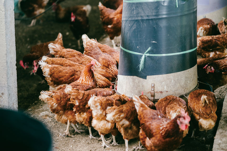 主婦聯盟合作社推「台灣善糧黃金土雞」守護餐桌安心